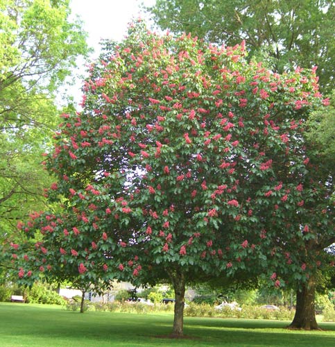Red Horsechestnut